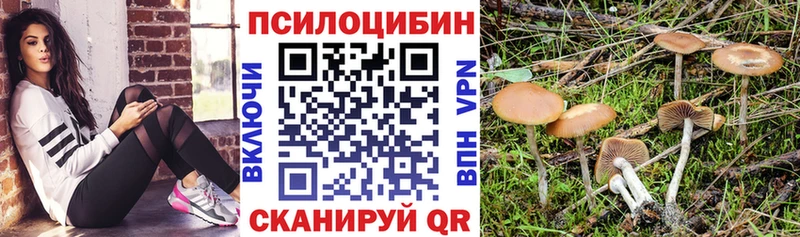 Галлюциногенные грибы Psilocybe Ступино